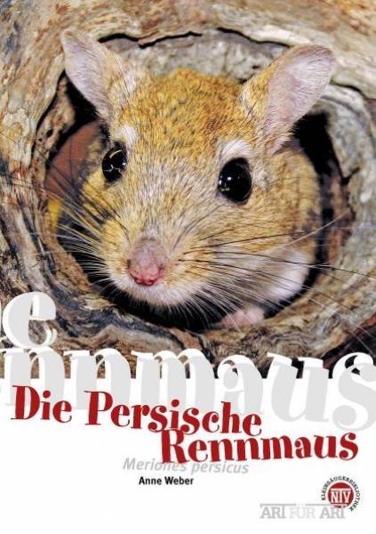 Die Persische Rennmaus